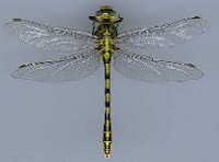 dragonfly.jpg (3151 bytes)