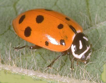 ladybug.jpg (32200 bytes)